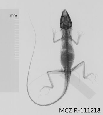 Media type: image;   Herpetology R-111218 Aspect: dorsoventral x-ray